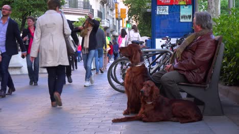 Ein-Mann-Mit-Zwei-Schönen-Irish-Setter-Hunden-Entlang-Einer-Belebten-Straße-In-Barcelona,-Spanien
