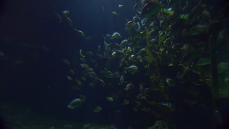 Wunderschöne-Unterwasserszenen-Rund-Um-Ein-Korallenriff-3