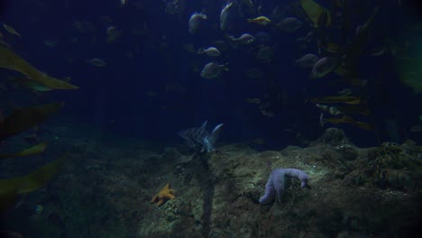 Ein-Hai-Patrouilliert-Ein-Korallenriff