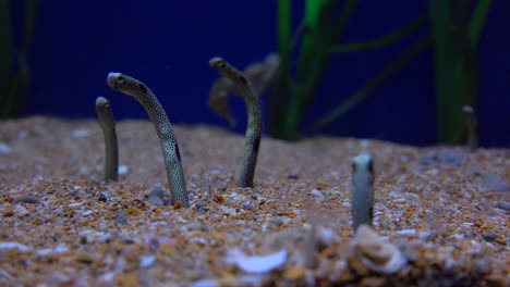 Unterwasser-Sandwürmer-Stecken-Die-Köpfe-Hoch
