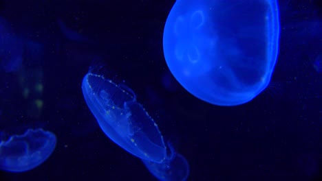 Medusas-Azules-Flotan-En-El-Océano-1