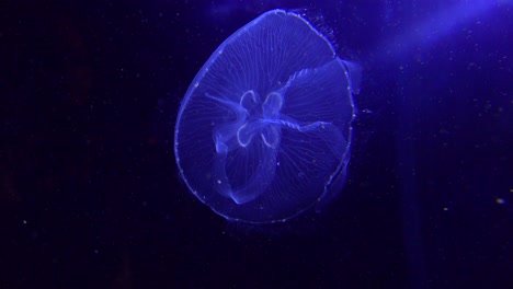 Medusas-Azules-Flotan-En-El-Océano-2