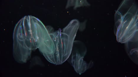 Fascinating-electric-jellyfish-underwater
