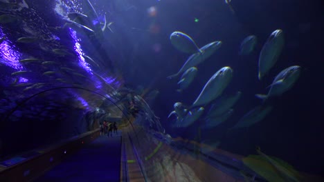 Fish-swim-through-an-underwater-tunnel-in-an-aquarium-display