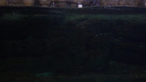 Ein-Pinguin-Schwimmt-Unter-Wasser