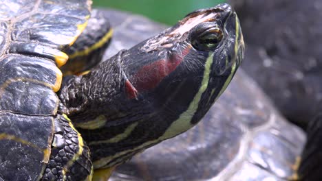 Close-up-of-a-pond-turtle