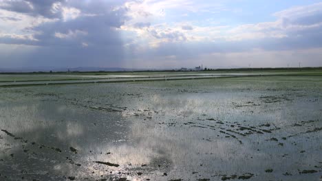 Reisfelder-Und-Reisfelder-In-Der-Nähe-Von-Albufera-Spanien