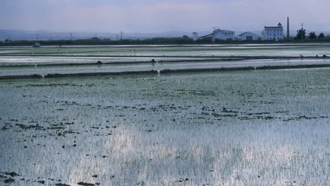 Schönes-Licht-Reflektiert-Von-Reisfeldern-Und-Reisfeldern-In-Der-Nähe-Von-Albufera-Spanien