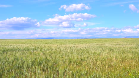 Beautiful-vast-open-fields-of-waving-grain-1