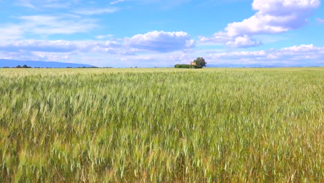 Beautiful-vast-open-fields-of-waving-grain-2