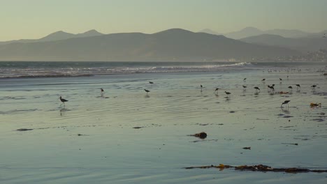 Küstenvögel-Picken-Durch-Den-Sand-Entlang-Der-Zentralen-Küste-Kaliforniens