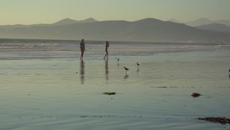 Küstenvögel-Picken-Durch-Den-Sand-Entlang-Der-Zentralen-Küste-Kaliforniens-Mit-Menschen,-Die-In-Einiger-Entfernung-Rennen