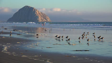 Shorebirds-and-people-in-front-of-the-beautiful-Morro-Bay-rock-along-California\'s-central-coast-2