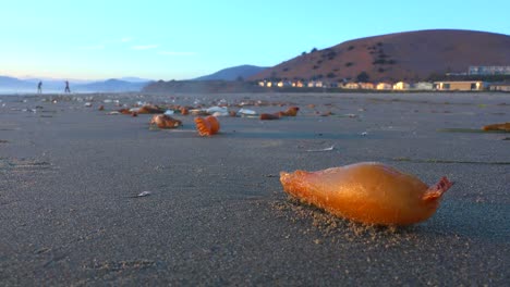 Seaweed-and-shore-creatures-along-a-California-beach