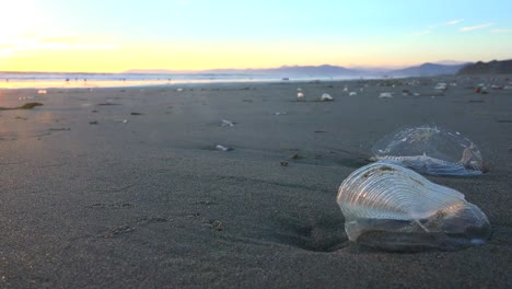 Seaweed-and-shore-creatures-along-a-California-beach-1