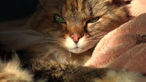 Eine-Schöne-Maine-Coon-Katze-Schaut-Aus-Dem-Schlaf-Auf