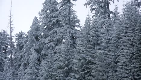 Beautiful-pine-trees-are-covered-with-frost-in-a-forest