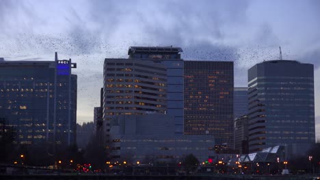 Riesige-Vogelschwärme-Wandern-Zwischen-Hohen-Bürogebäuden-In-Einer-Urbanen-Umgebung