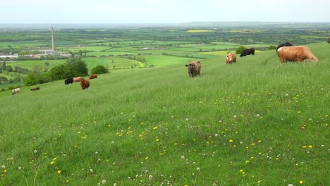 Kühe-Grasen-Auf-Einem-Hügel-über-Terrassierten-Grünen-Feldern-In-Großbritannien