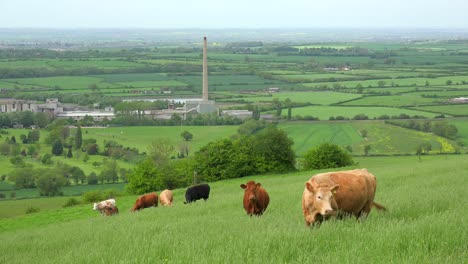 Cows-graze-on-a-hillside-above-terraced-green-fields-in-Great-Britain-1