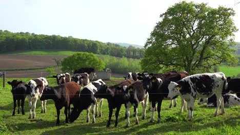 Cows-graze-on-a-hillside-above-terraced-green-fields-in-Great-Britain-2