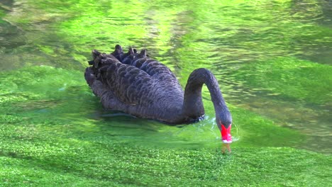 A-beautiful-black-swan-glides-along-a-green-stream