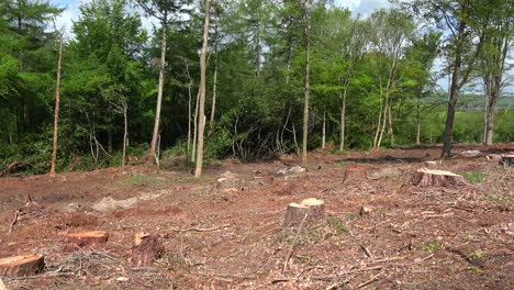 Pan-across-a-deforested-area-with-stumps-and-cut-trees