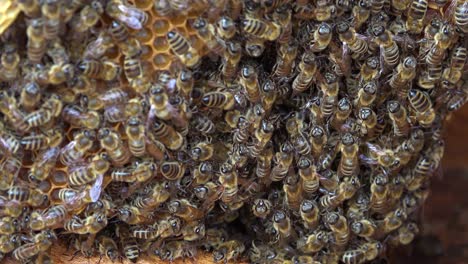 Un-Primer-Plano-Extremo-De-Un-Enjambre-De-Abejas-En-Una-Colmena