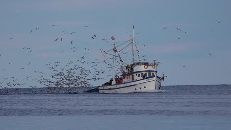 Ein-Fischerboot-Kommt-In-Den-Hafen-Mit-Hunderten-Von-Möwen-Auf-Der-Jagd