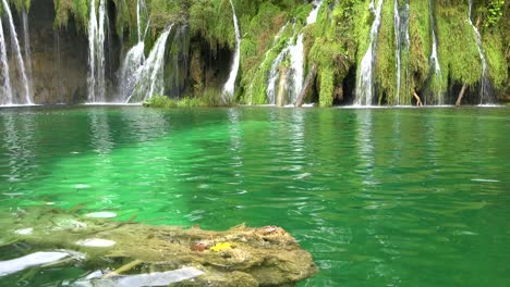 Tilt-up-from-green-pool-to-beautiful-waterfall-at-Plitvice-National-Park-in-Croatia