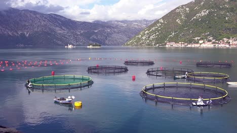 Los-Trabajadores-Alimentan-A-Los-Peces-En-Una-Piscifactoría-En-La-Bahía-De-Boka,-Montenegro