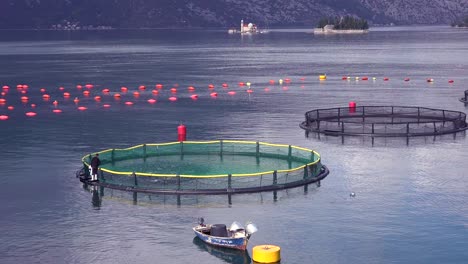 Workers-feed-fish-in-a-fish-farm-in-Boka-Bay-Montenegro-2