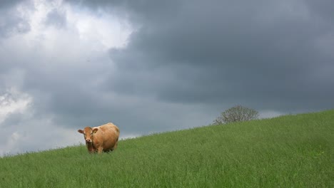 A-cow-grazes-in-a-green-field-as-lightning-strikes-in-the-distance