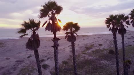 Flying-by-aerial-of-palm-trees-and-a-California-beach-scene