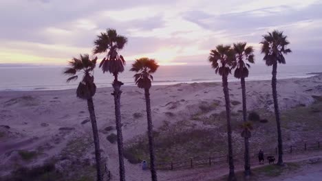 Schöne-Antenne-Durch-Palmen-Zeigt-Eine-Kalifornische-Strandszene