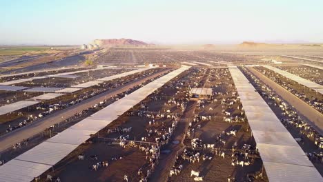 An-aerial-over-vast-stockyards-of-beef-cattle-in-the-American-west-2