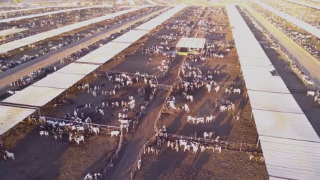 Eine-Antenne-über-Riesige-Rinderfarmen-Im-Amerikanischen-Westen-3
