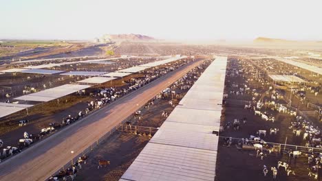 An-aerial-pan-over-vast-stockyards-of-beef-cattle-in-the-American-west