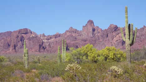 Eine-Wunderschöne-Aufnahme-Von-Kakteen-In-Der-Sonora-Wüste-Fängt-Die-Wüste-Von-Arizona-Perfekt-Ein