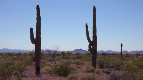 Eine-Wunderschöne-Aufnahme-Von-Zwei-Kakteen-In-Der-Sonora-Wüste-Fängt-Die-Wüste-Von-Arizona-Perfekt-Ein