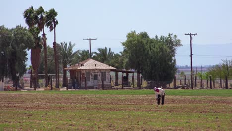 An-old-Mexican-farmer-works-in-a-field-in-the-California-desert