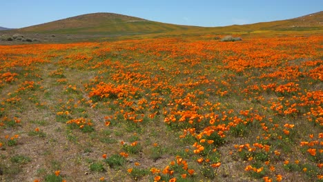 Schwenken-Sie-über-Ein-Wunderschönes-Feld-Mit-Kalifornischen-Mohn-Wildblumen