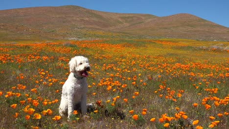 A-white-golden-doodle-dog-sits-in-a-beautiful-field-of-orange-poppies-and-wildflowers