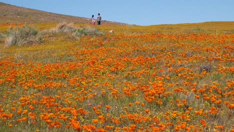 Ein-Paar-Steht-In-Einem-Riesigen-Feld-Mit-Kalifornischen-Mohnblumen-Wild