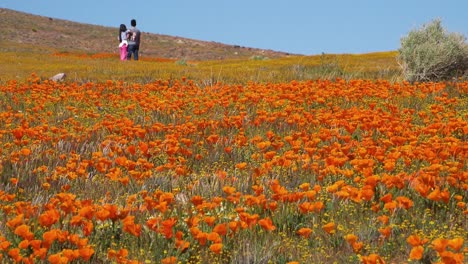 Una-Pareja-Se-Encuentra-En-Un-Enorme-Campo-De-Flores-Silvestres-De-Amapola-De-California-1