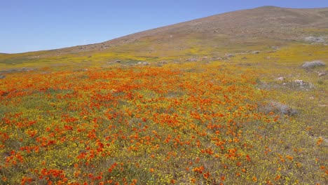 A-low-aerial-over-a-beautiful-orange-field-of-California-poppy-wildflowers-2