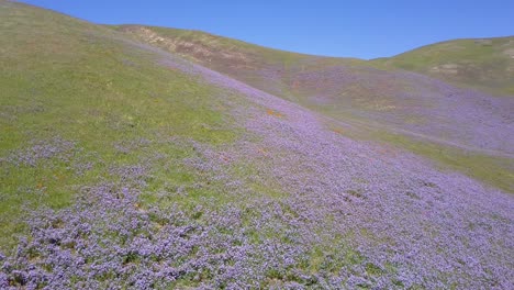 A-beautiful-aerial-over-vast-fields-of-California-lupine