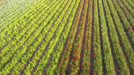 A-low-fast-aerial-reveals-endless-fields-of-colorful-commercial-flowers