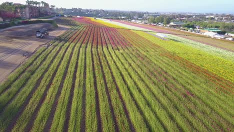 A-low-fast-aerial-reveals-endless-fields-of-colorful-commercial-flowers-2