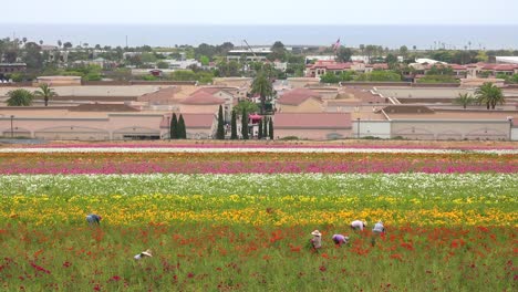 Mexikanische-Landarbeiter-Arbeiten-In-Kommerziellen-Blumenfeldern